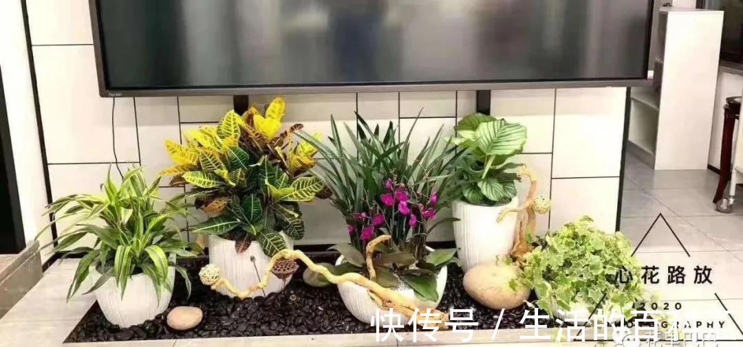 场景|绿植花卉，本草于一个家，可闻香，可观赏，可入画，可成香