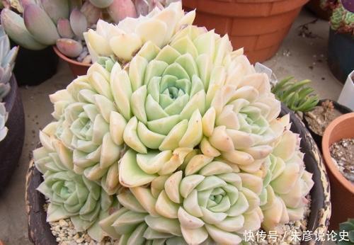 3种多肉植物，号称“爆崽小能手”，晒一晒上色美，容易群生爆崽