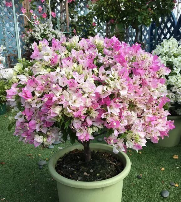 长寿|一棵长寿的花,124个花箭,开花,锅盖打开的方法