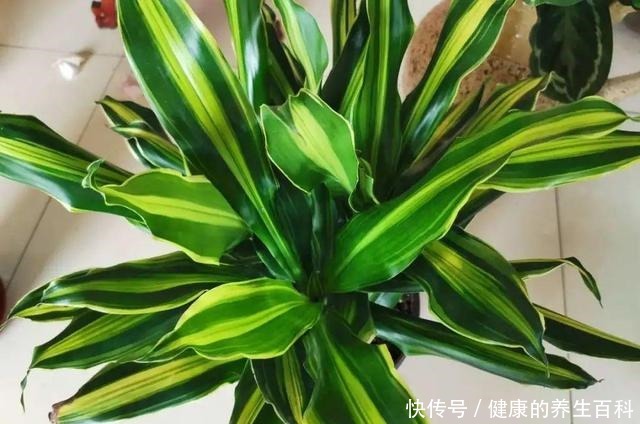 买的花总不活,秘密全在花盆里,搬起来看看才知道!