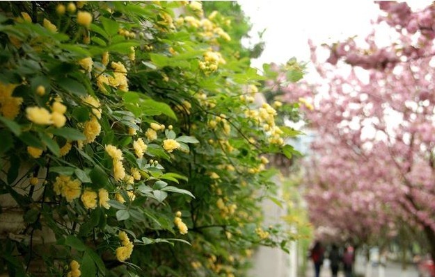 此花“我国第一香”,冰箱冻不死,开花240天不掉叶