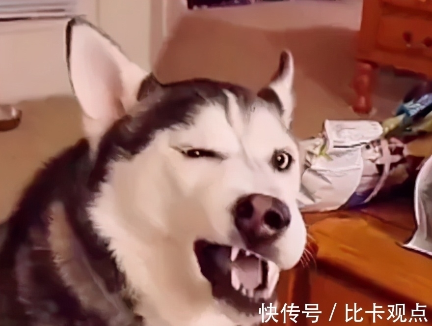 |自由让狗狗面目全非?柴犬别名日本哈士奇!搞笑它是认真的?