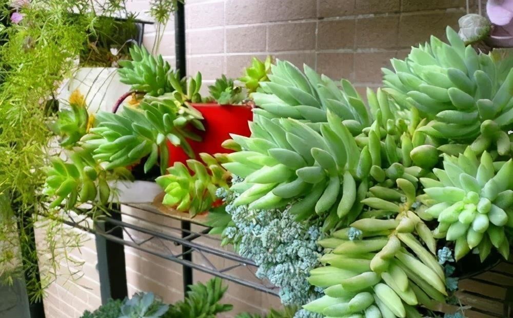 多肉千佛手,号称“绿巨人”,一片叶子长一盆,养成群生肉墩子