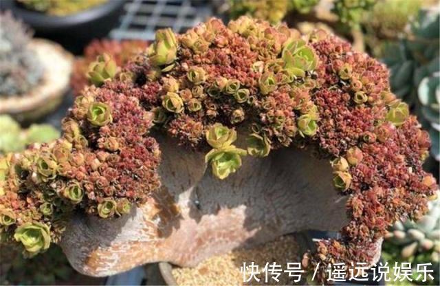 王奶奶养多肉,每月喷点“8毛钱”1包的药,轻松长成“扇形老桩”