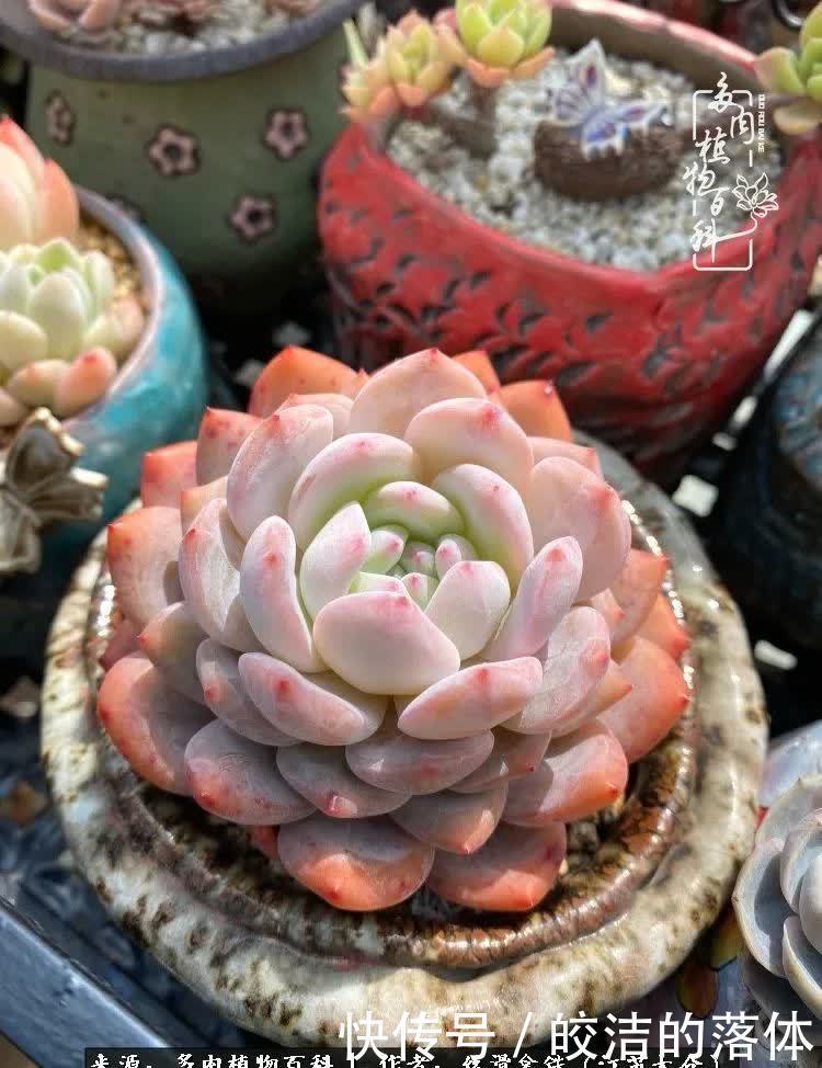 阳光露台多肉,天时地利人和!美肉知时节,当春乃发生!