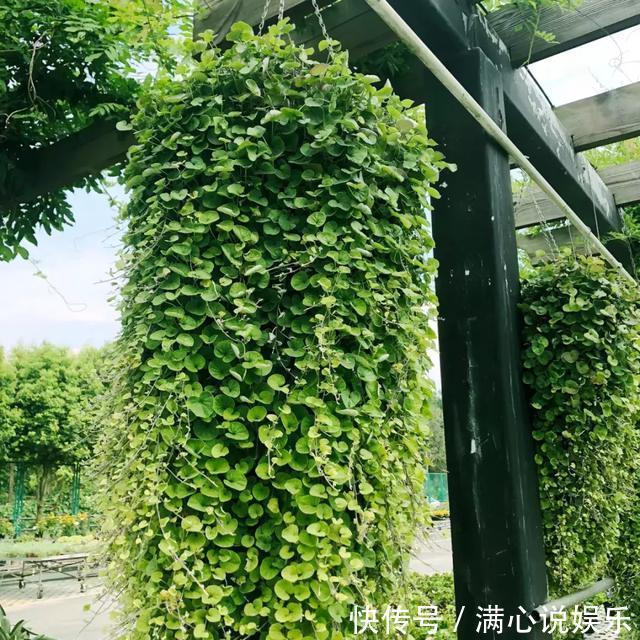 踩也踩不死的“野草”，长得像“铜钱草”，当做“吊兰”最好养
