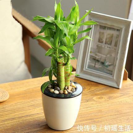 家里什么植物都可以不养，唯独这4种花万万要摆放上，后悔才察觉