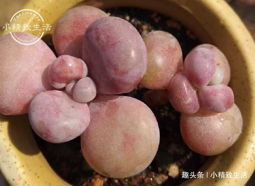 少犯这3错，浇水“反着来”，多肉才能健康生长，越养越胖