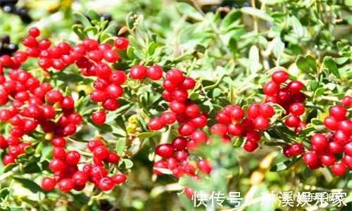 维生素c|秋天来了,常吃4种食物,补气养血,滋阴补肾,预防子宫早衰