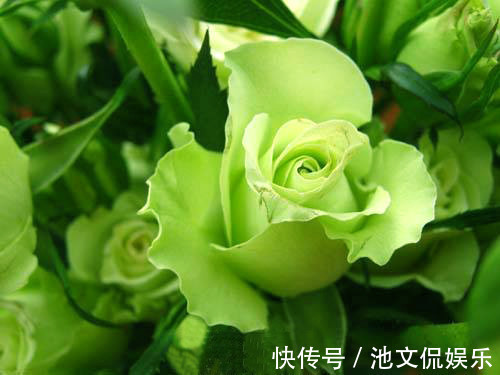 喜欢菊花，不如养盆绿玫瑰，花开碧绿如玉，寓意爱情，妩媚妖娆！