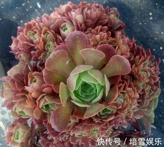 公认的4种“最美多肉”,还超级耐旱、好养,养花新手都能养