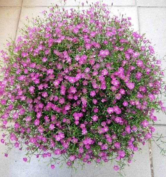 漂亮|4种“漂亮花”，好打理，易爆盆，花开不断，个个美出状态