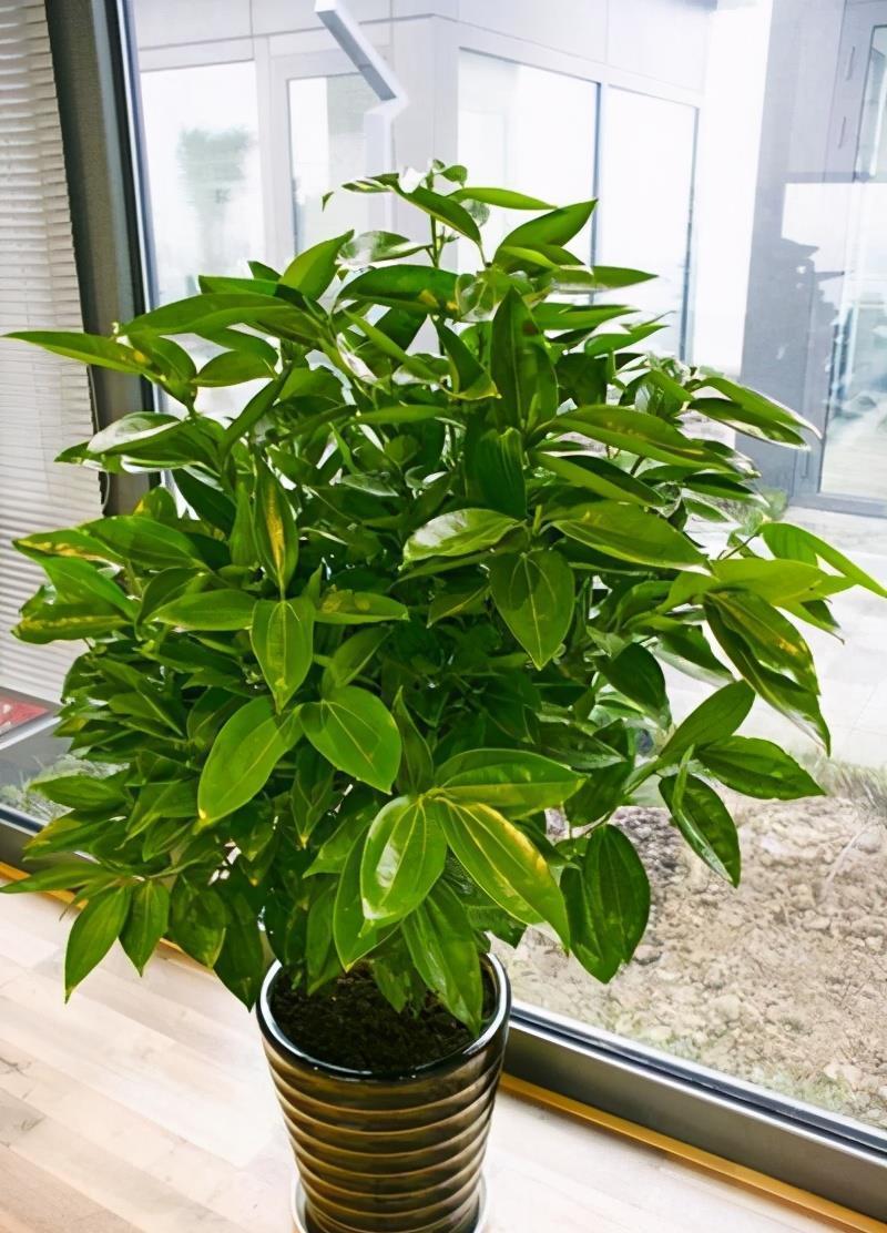 植物|什么花就用什么花盆,选对了花盆,养啥花都能长得好