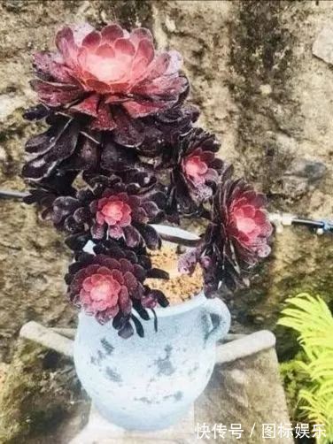 遇见，是一生！遇见多肉，是我的余生和全部！