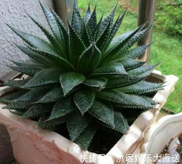 养花|夏季养花,首选这些不怕晒,不怕旱的花卉,养着省心、看着养眼