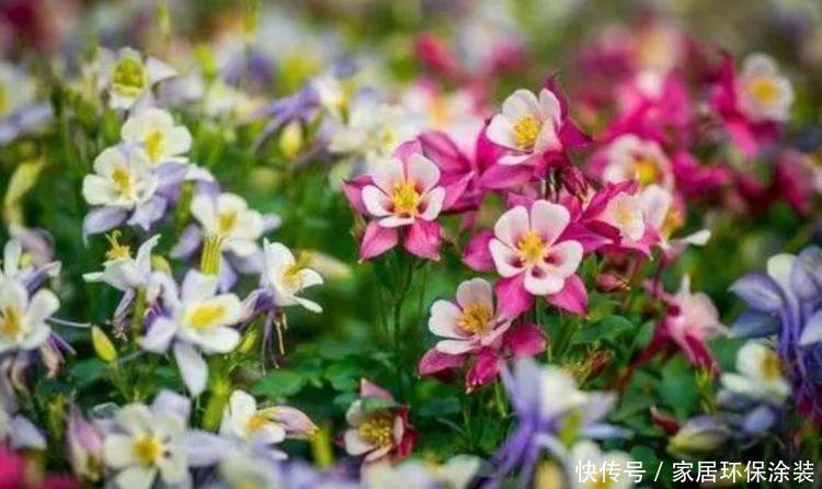 令箭荷花|4种花开花最灿烂,谁见了都喜欢,花朵漂亮,花开旺