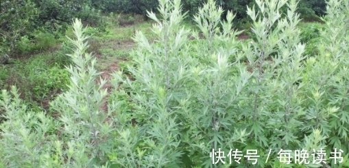 泡脚|农村人宝贝的“臭草”,过去用来洗澡泡脚,如今拿来做团子吃