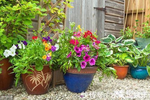 花卉|影响健康的“3种花”,不要养家里,虽然漂亮,但“花旺人不旺”