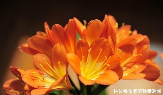 娇艳|4月,给君子兰吃点“补品”,叶片肥绿花娇艳,错过又得等一年!