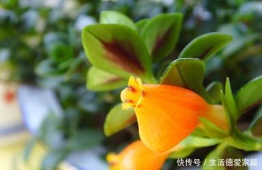 崽子|养金鱼吊兰,学1招猛爆崽子,2周根须长满水培瓶