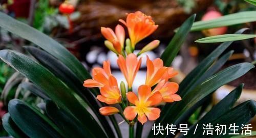 家里过期的小药片,用来养花,叶比巴掌大,花开满枝头!