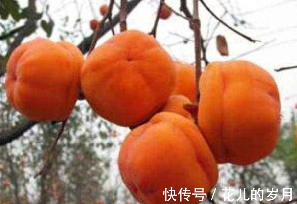 冤枉钱|柿子可治“3种”疾病,多数人不了解,还在乱花“冤枉钱”