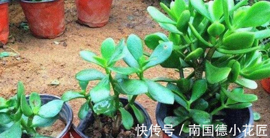 秋天|9月适合扦插繁殖,6种花容易生根,插上就能成活