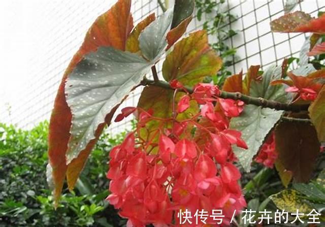 常春藤|9月6日-9月21日，庭院选这几款花，好养易开花，花色繁多易爆盆