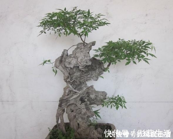 山路边挖来的“虫眼桩”,捡回埋在沙盆中,3个月发新芽、价猛涨