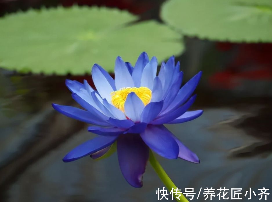 网上常见的4种花,要谨慎购买,虽然销量不低,但是都是“骗局”