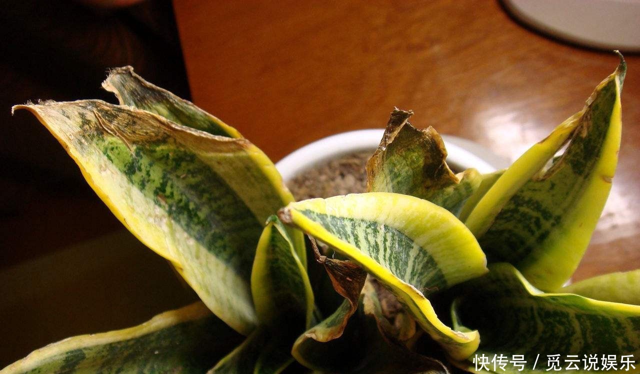 明年|超怕冷的2种花,叶子冻烂了赶紧剪一剪,明年照样开!