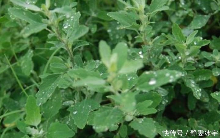 口臭|农村最多的一种野菜，叶子嚼两口能除口臭