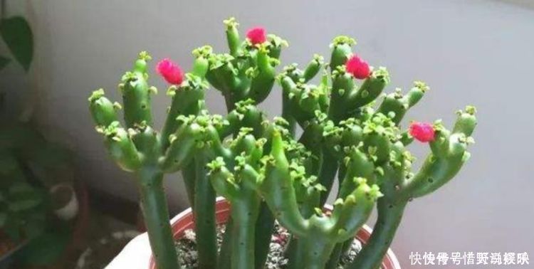 4种花,堪称“花草之王”,特别耐旱,1个月不浇水,开出漂亮花朵