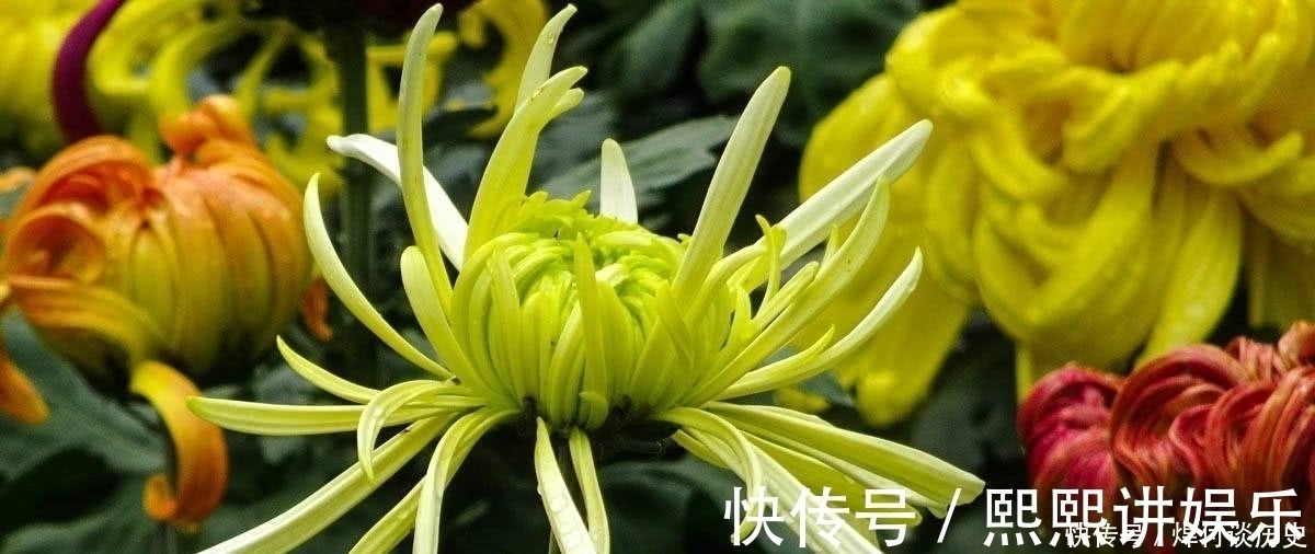 元兵&南宋文坛一首咏菊名篇,藏着诗人的一身傲骨,更成就了菊花的美名