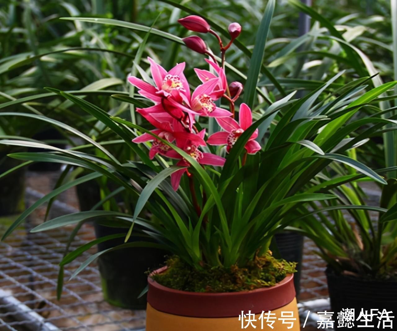 花友|别养一季花了，此兰一年能开好几次，兰香浓郁，点亮你的阳台