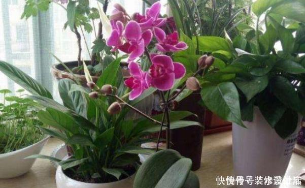 桂花|有钱人家中养花特讲究,就只养此4种花,难怪好运直上不停