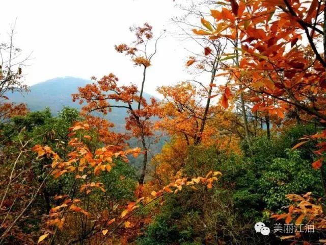 风动|【创建天府旅游名县】色在深秋，风动叶飘零，李白故里美色迷人，要你好看！