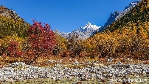 中国最美赏秋之地，雪山下的秋色美如仙境，去过的游客都直呼太美！
