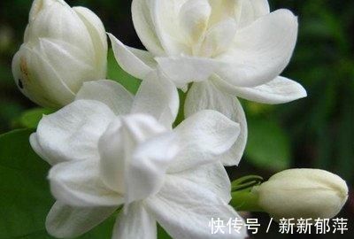 阳台上|这种皮做成的肥水,养茉莉花,一个月长花苞,连开两次