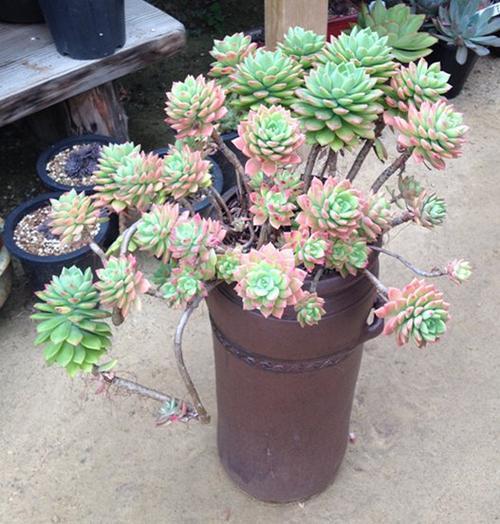 多肉植物爱吃2种肥,根系健壮,叶子肥厚,养成老桩