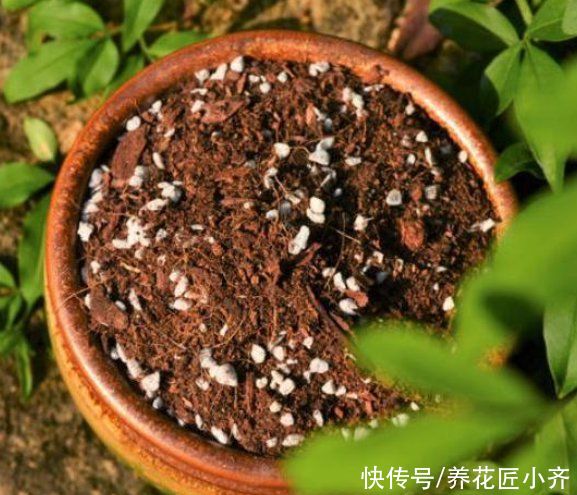 浇水|有没有种花的“万能土”？掌握好“3点”，自己调配比买的都好用