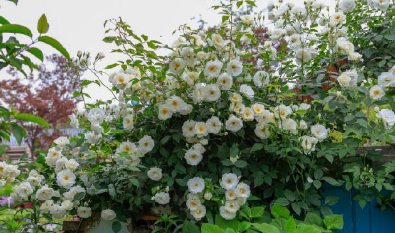 栽种|院子里栽花,选品种是关键,十大藤本月季,美成花海超治愈