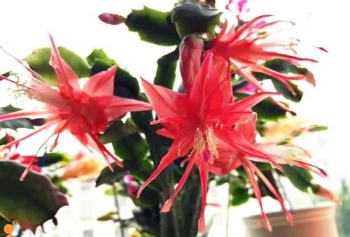 3月前后天气渐暖,养这几样植物,舍得撸叶子摘顶才能开花越漂亮