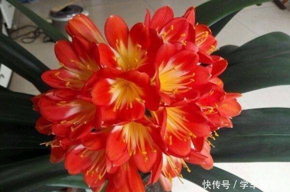 惹的祸|君子兰不开花,原来是“这”惹的祸!赶紧纠正,很快就有花可赏!