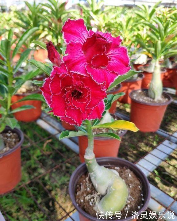 沙漠玫瑰不开花简单“4步”操作,30天开成“玫瑰树”