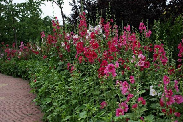 农村叫做“鸡冠花”，小时候经常沾在鼻子上，好玩还好看