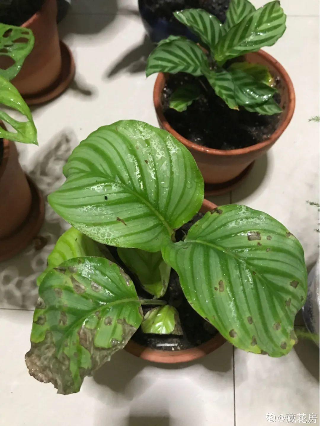 干枯|10种花特怕晒,越晒越黄叶,搬阴凉地儿才能活!