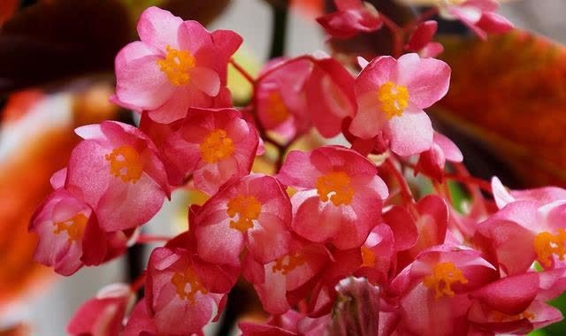 “聪明人”喜欢养的5种花,真能减少病菌吗?养之后:想多养几盆