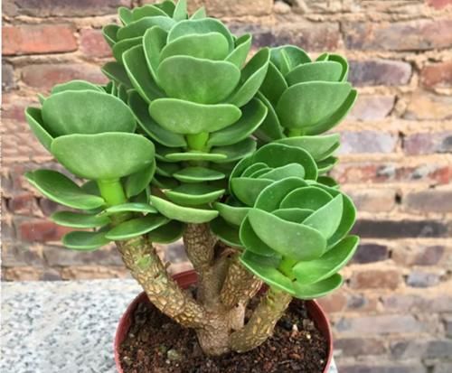 六种花一到夏天就怕闷怕潮湿，要多透风少浇水，不然易腐烂