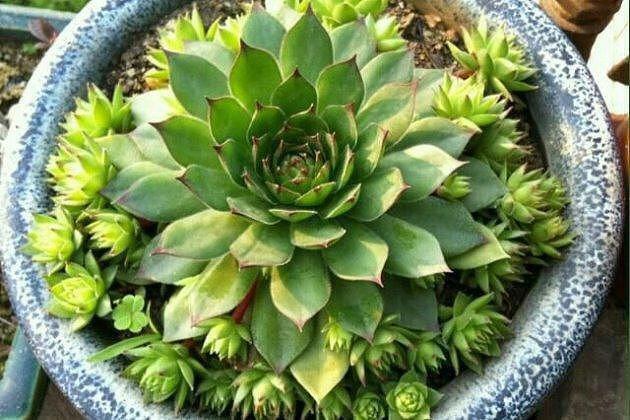 秋天养“观音莲”，别忘摘点芽繁殖，一棵变10棵，来年又长一大圈